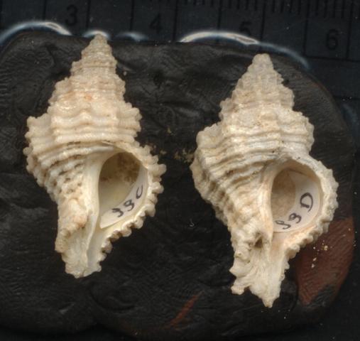 Coralliophila  panormitana